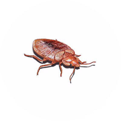 Bed Bug Treatments