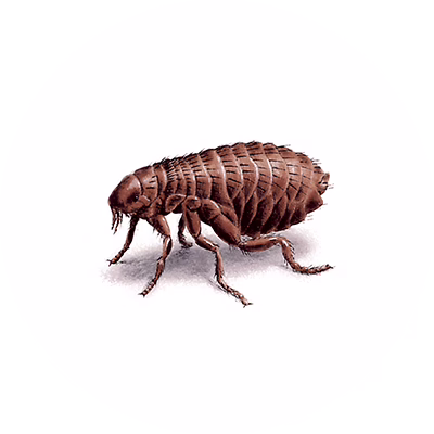 Flea Control