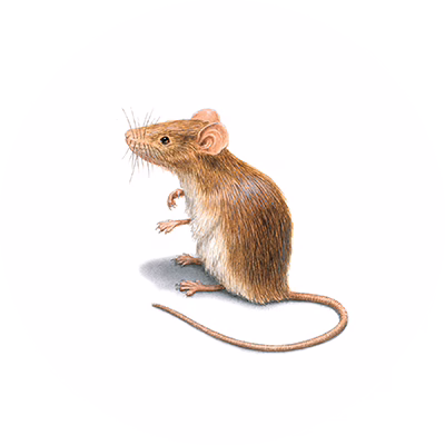 Rodent Control