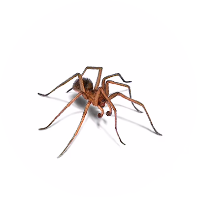 Spider Control