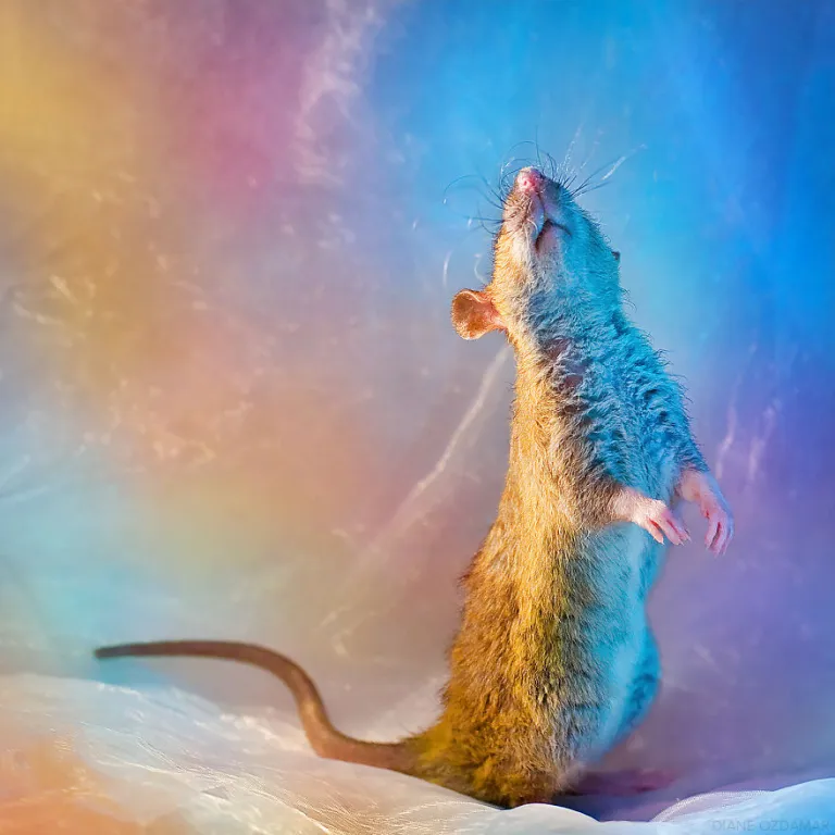 Pest Control Title Image.